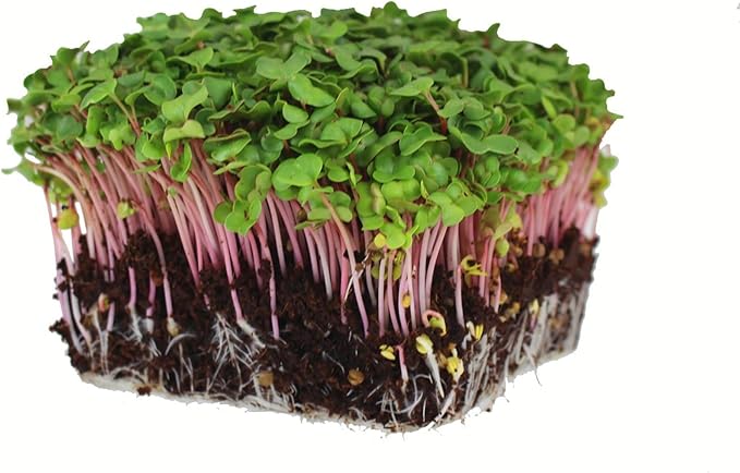Radish Sprouting Seed - Red Arrow Variety - 4 oz Seed Pouch - Heirloom Radish Sprouts - Non-GMO Sprouting and Micro Greens