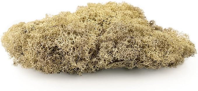 Premium Preserved Reindeer Moss for Potted Plants, Terrariums, Fairy Gardens, Arts and Crafts or Floral Decor Design in Natural (20 Quart)