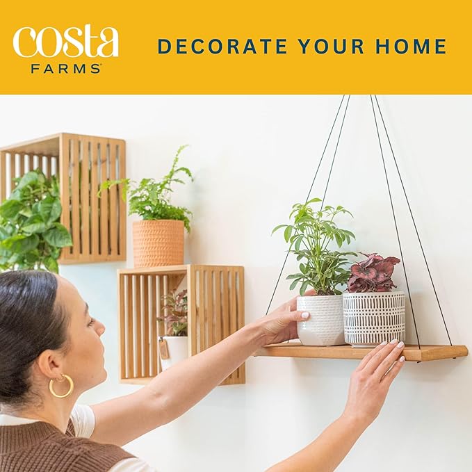 Costa Farms Live House Plants (4 Pack), Easy to Grow Live Indoor Houseplants, Grower's Choice Air Purifier Set, Potted in Indoors Garden Plant Pots, Potting Soil, Housewarming Gift, Home or Room Decor