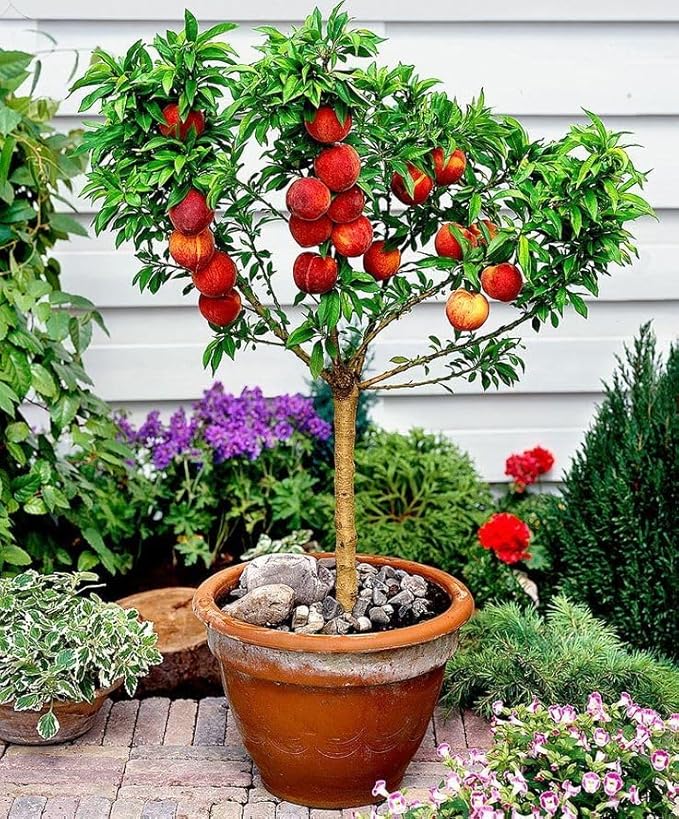 Premium Peach Potting Soil Mix - Optimal Nutrient-Rich Blend for Thriving and Juicy Peaches - 5 Quart