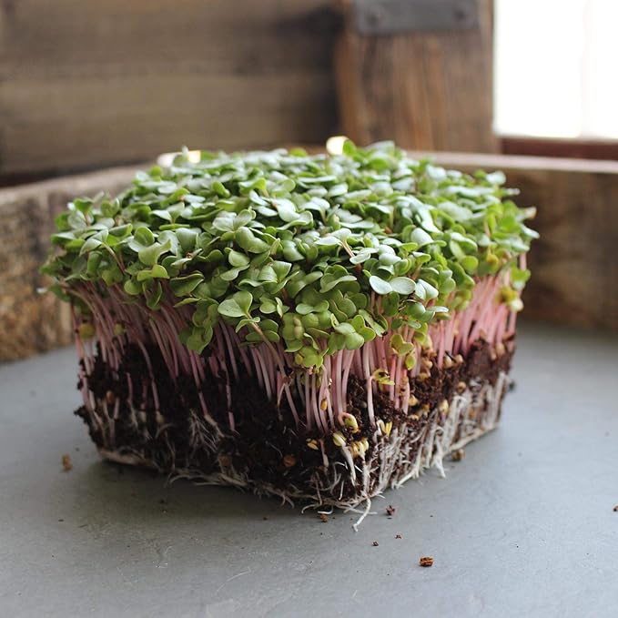 Radish Sprouting Seed - Red Arrow Variety - 5 Lb Bulk Seed - Heirloom Radish Sprouts - Non-GMO Sprouting and Micro Radishes