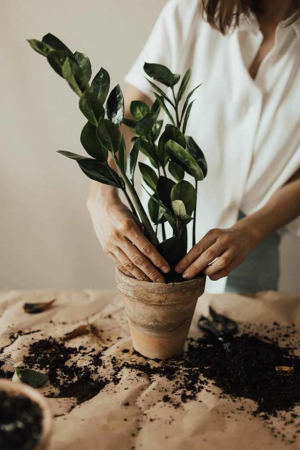 Premium Zamioculcas Plant Potting Mix - Crafted for Resilient Growth and Striking Elegance - 1 Quart