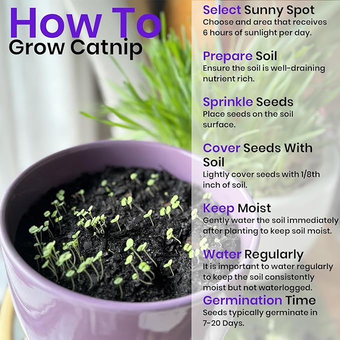NatureZ Edge Catnip Seeds for Planting, 2.6 Grams, 4400+ Herb Seeds, Indoor or Outdoor Growing, Your Cat Will Love Them, Non-GMO
