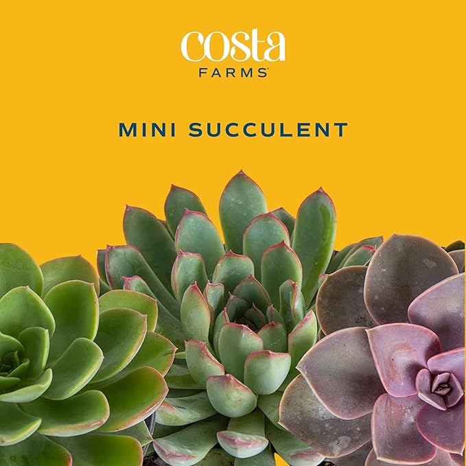 Costa Farms Succulent Plants (Pack of 3), Live Indoor Plant Mini Succulent in Cute Decor Plant Pot, Potting Soil Mix, Grower's Choice, Valentine's Day Gift, Valentine Decor, Room Decor, 2-Inches Tall