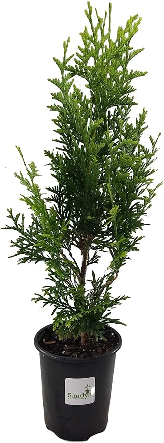 Thuja Green Giant Arborvitae Tree, Lot of 12, Quart Pot