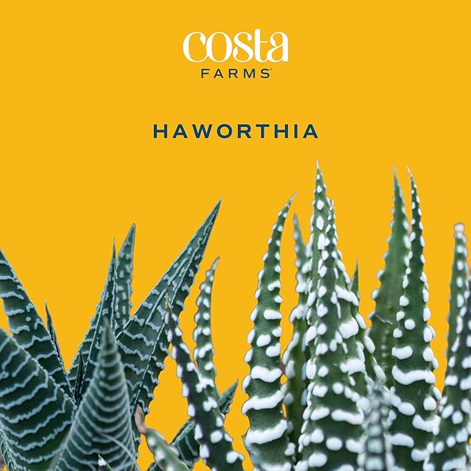 Costa Farms Mini Haworthia Succulent Fully Rooted Live Indoor Plant 6-Inches Tall, in Kokedama Ball