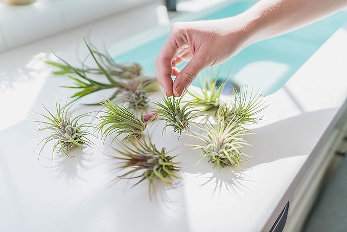 5 Pack Air Plants Assorted Tillandsia Ionantha - Live Succulent House Plants - Available in Wholesale and Bulk - Home and Garden Decor - Easy Care Indoor and Outdoor Plants