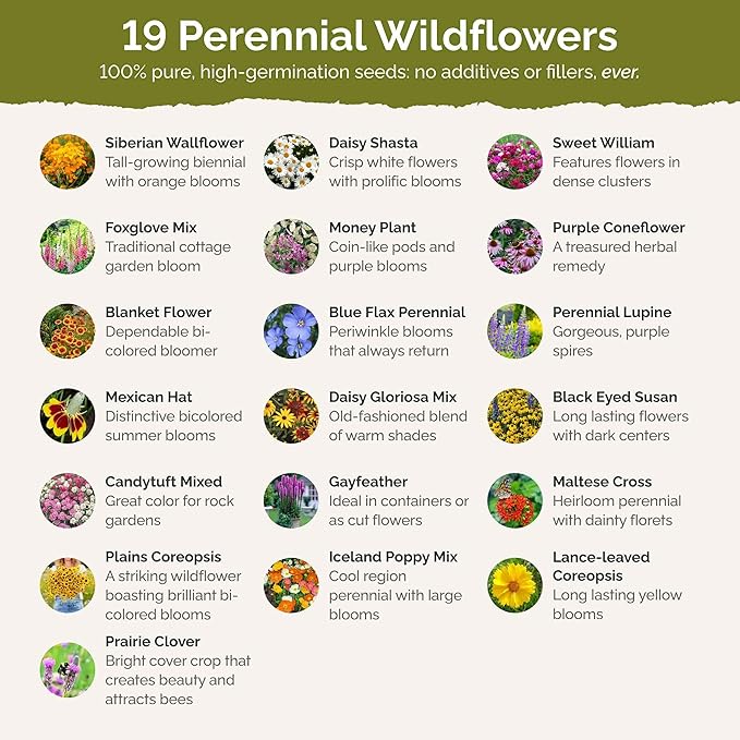 Eden Brothers All Perennial Wildflower Mixed Seeds for Planting, 1/4 lb, 120,000+ Seeds with Lupine, Shasta Daisy | Attracts Pollinators, Plant in Spring or Fall, Zones 3, 4, 5, 6, 7, 8, 9, 10