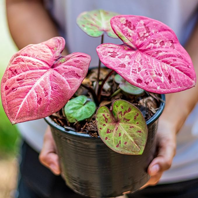 Caladium Potting Mix - Unlock Robust Growth and Striking Leaf Color with Our High-Performance Formula - 20 Quart