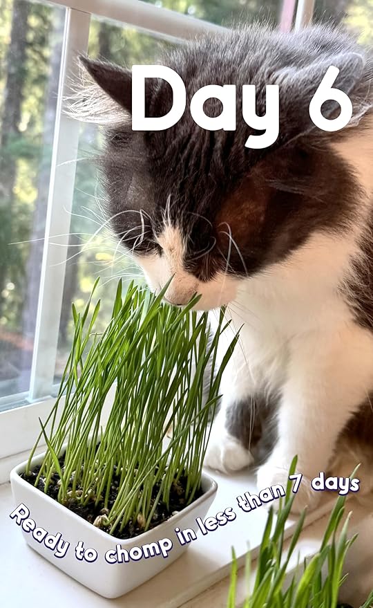 Cat Grass Seeds – Smooth Tasty Ryegrass – Grows 100 Pots of Fresh Cat Grass for Indoor Cats & Kittens – Easy & Fast – Bulk Rescuer's Pack Grows 1,250 Square inches of Edible cat Grass Vitamunch