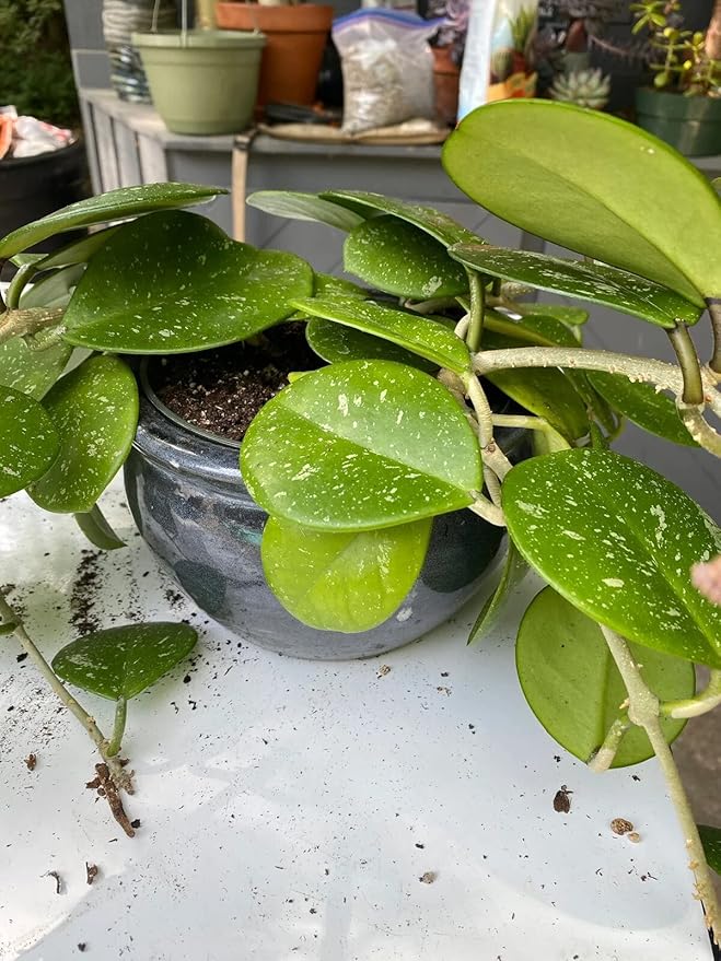Hoya Plant Premium Potting Mix - 20 Quart - Optimal Balance for Thriving Hoyas: Air, Moisture, and Nutrient Retention