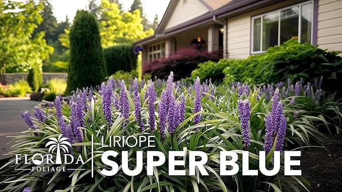 Liriope Super Blue | 3 Large Gallon Size Plants | Liriope muscari 'Super Blue' | Ornamental Ground Cover Plants | Shade-Tolerant Landscaping Perennial
