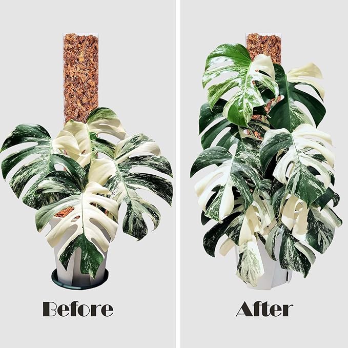 2 Pcs 17 Inch Plastic Moss Pole for Plants Monstera,Designed Specifically for Climbing Plants, Stackable Plant Support for Indoor Plants Plant Support Poles Work with Sphagnum Moss