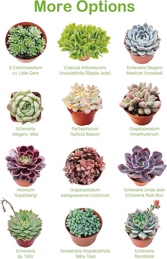 Live Succulent Plants Green Pagoda Mini Jade, Easy Care Potted Succulents, Approx 4" D x 9" H, Indoor Houseplant, Unique Gifts, Home Office Décor