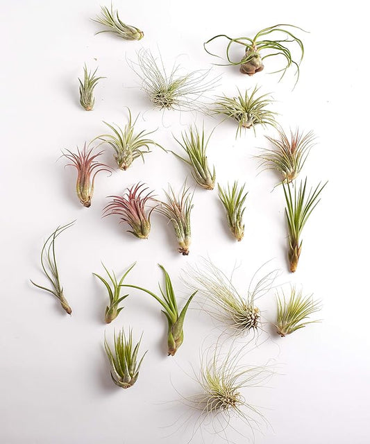 Shop Succulents | Assorted Collection for Home Décor, DIY Terrariums Variety of Species, Tropical House Plant, 50-Pack, Mix