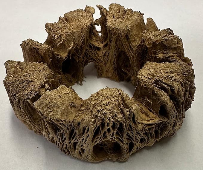 3 Natural Cholla Wood Air Plant Display Holders Individually Unique Round Decorative Stands (3 Pack Cholla Rounds)