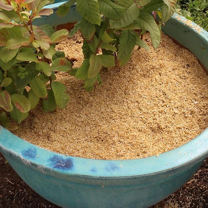 Premium Rice Hulls - Sustainable Gardening Essential for Improved Water Retention and Nutrient Absorption - 3 QUARTS