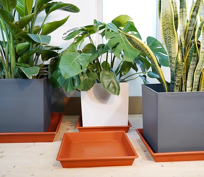 Square Plant Saucer 10 Inch 5 Pack, Plant Stand Flower Pot No Holes, Plant Trays for Pots Heavy Duty Plastic Plant Saucers for Indoors Outdoors Terracotta Plant Lover Gardening Gifts