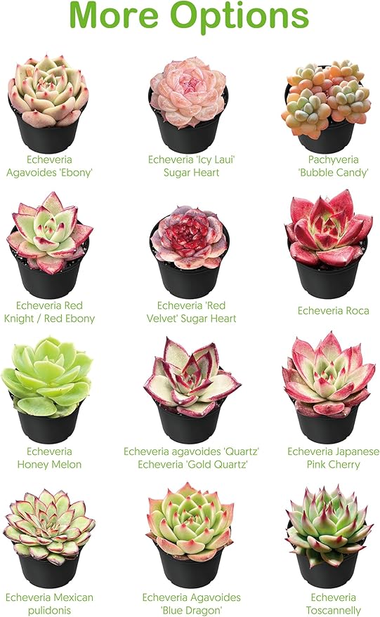 Live Succulent Plants Echeveria 'Agavoides Horse', Easy Care Potted Succulents, Approx 4" D x 4" H, Indoor Houseplant, Unique Gifts, Home Office Décor