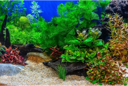 Aquarium Background Underwater Grass Leaves with Pebble Aquarium Backdrop Vivid and Fresh Green Aquatic Plant Stone River Bed and Lake Fish Deadwood Tank Background Decor Vinyl 36x24in