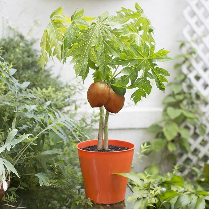 Papaya Potting Mix - Promote Strong Roots and Bountiful Yield with Our Premium Blend - 4 Quart
