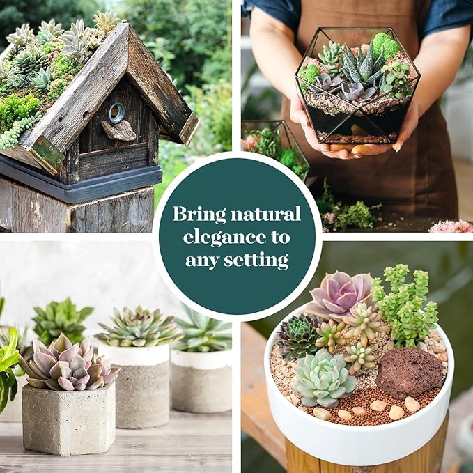 Shop Succulents Mixed Succulent Plant Pack 2" Grow Pot Pack of 4