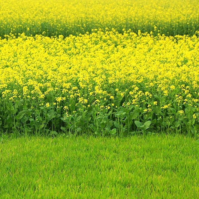 Outsidepride Black Mustard Seeds - 10000 Pcs Nutrient-Rich, Flavorful Annual Microgreen Seeds for Planting, Easy-to-Grow, Ideal for Indoor & Outdoor Cultivation, Soil & Hydroponic Systems