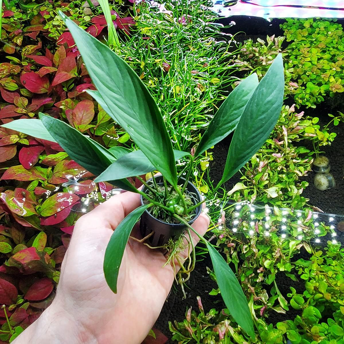 Anubias Live Aquarium Plants - Potted Freshwater Plant for Fish Tanks, Terrariums - Beginner Friendly Low Light (Glabra, 5 Pots)