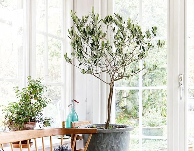 Premium Olive Tree Potting Mix - Perfect Balance of Air, Moisture, and Nutrients - 1 Quart