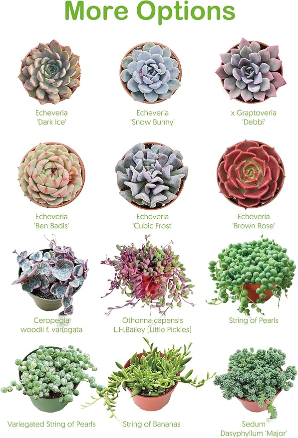 Live Succulent Plants Echeveria 'Agavoides Horse', Easy Care Potted Succulents, Approx 4" D x 4" H, Indoor Houseplant, Unique Gifts, Home Office Décor
