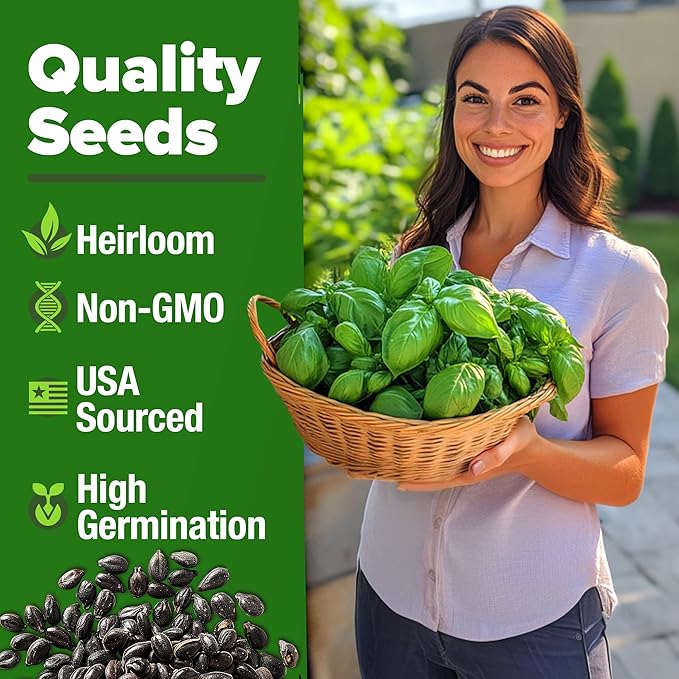 HOME GROWN Genovese Basil Seeds 2 Pack - 3500 𝗡𝗢𝗡-𝗚𝗠𝗢 𝗨𝗦𝗔 Heirloom Basil Seeds for Planting (Ocimum basilicum) - Herb Seeds for Indoor & Outdoor Gardening - Grow for Culinary Use
