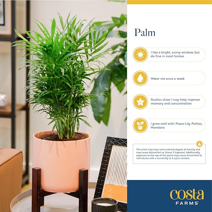 Costa Farms Parlor Palm, Neanthebella, Easy to Grow Houseplant Potted in Décor Plant Pot, Everyday Gift for Mom, For Wife, From Daughter, Son, Room or Home Decor, 1 Foot Tall