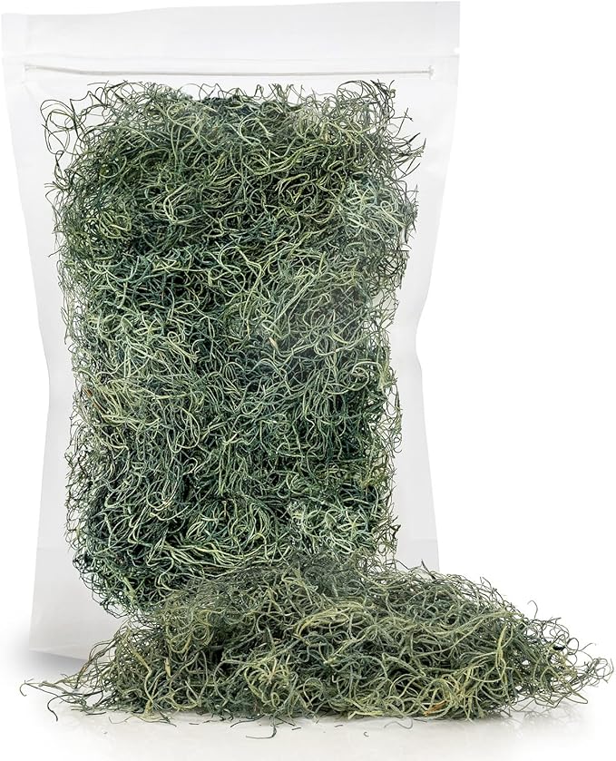 Premium Spanish Moss in Basil| Natural Preserved - Great Ground Cover - Filler for Potted Plants - by GARDENERA - 5 Quart Bag