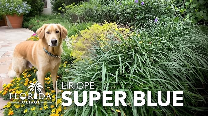 Liriope Super Blue | 30 Live Plants | Liriope muscari 'Super Blue' | Ornamental Ground Cover Plants | Shade-Tolerant Landscaping Perennial
