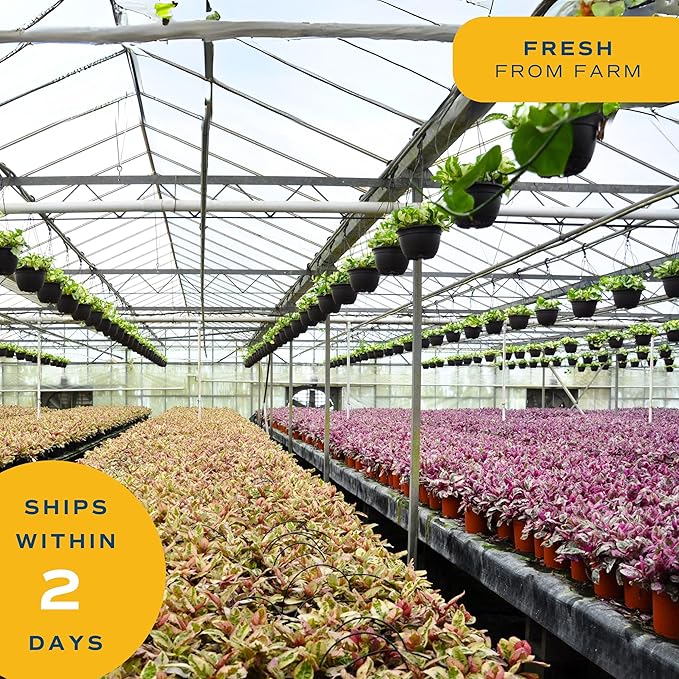 Costa Farms Ponytail Palm Bonsai, Easy to Grow Live Indoor Plant in Indoors Garden Planter Pot, Air Purifying Houseplant, Housewarming, Birthday Gift, Office, Home, and Room Décor, 1 Foot Tall