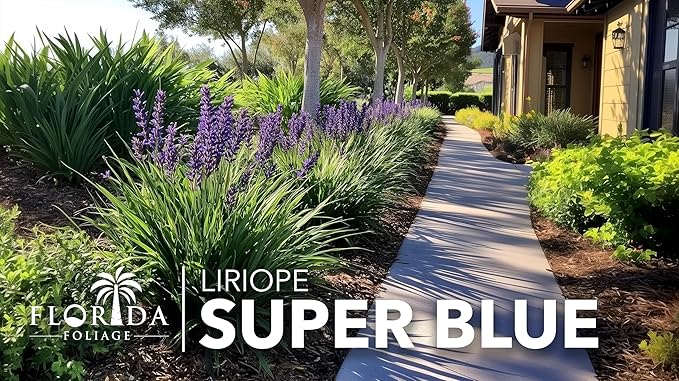 Liriope Super Blue | 3 Large Gallon Size Plants | Liriope muscari 'Super Blue' | Ornamental Ground Cover Plants | Shade-Tolerant Landscaping Perennial
