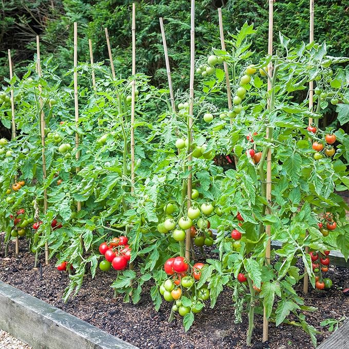 Bamboo Stakes,4FT Natural Bamboo Garden Stakes,BOVITRO 25Pcs Bamboo Plant Stakes,Bamboo Sticks for Tomato,Beans,Vegetable and Climbing Plants