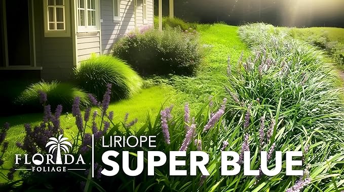 Liriope Super Blue | 40 Live Plants | Liriope muscari 'Super Blue' | Ornamental Ground Cover Plants | Shade-Tolerant Landscaping Perennial