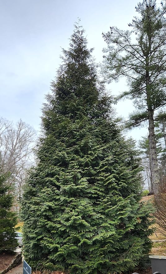 Thuja Green Giant Arborvitae Lot of 10, Quart Pot