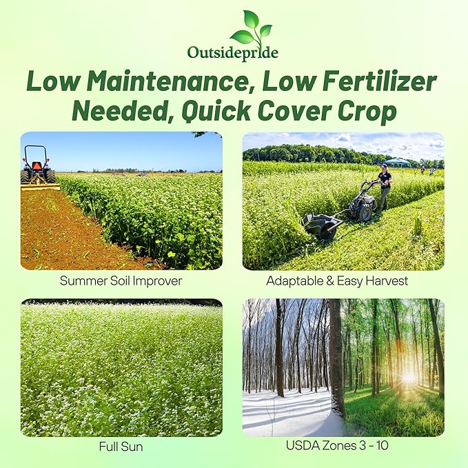 Outsidepride Buckwheat Seeds - 50lbs Annual, Fast-Growing, Easy to Grow Buckwheat Cover Crop Seeds for Green Manure, Bee Pasture & Pollinators, Wildlife Habitat, Soil Improvement, and Erosion Control