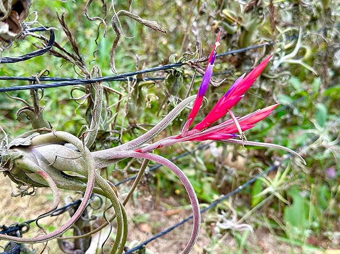 Air Plants - Flowering Tillandsia Caput Medusae, Large 5-7" - 1ct - Live Arrival Guaranteed - House Plants for Home Decor & Gift