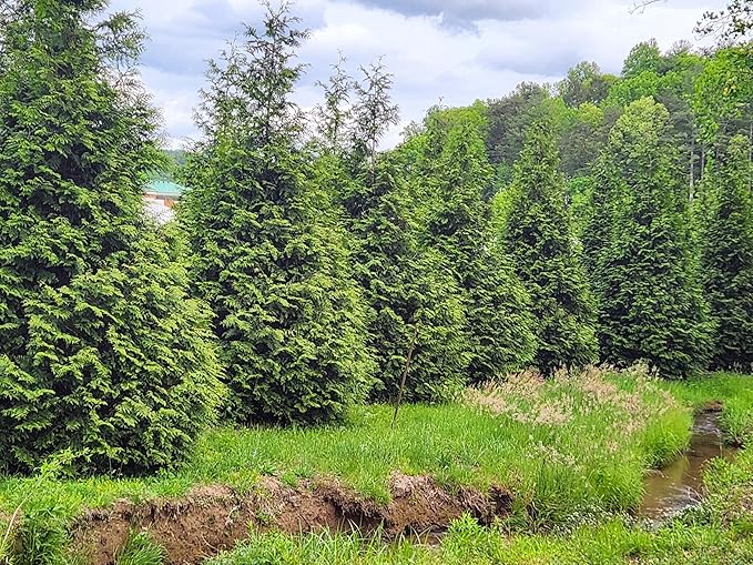 Thuja Green Giant Arborvitae Lot of 4, 3 Inch Pot