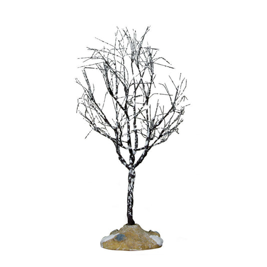 Butternut Tree - 7 inches